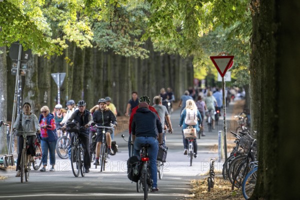Cycle traffic in Münster, Promenade cycle path, tree-lined, car-free, approximately 4.5 km long ring road around the city centre of Münster, dense cycle traffic, North Rhine-Westphalia, Germany