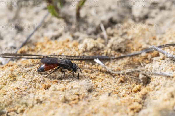 Bug wasp (Astata boops), Emsland, Lower Saxony, Germany