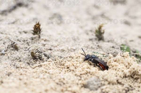 Bug wasp (Astata boops), Emsland, Lower Saxony, Germany