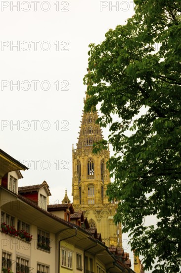 Beautiful Münster Cathedral of St Vincent with Tower and Tree Branch and Sky in City of Bern, Canton Bern, Switzerland