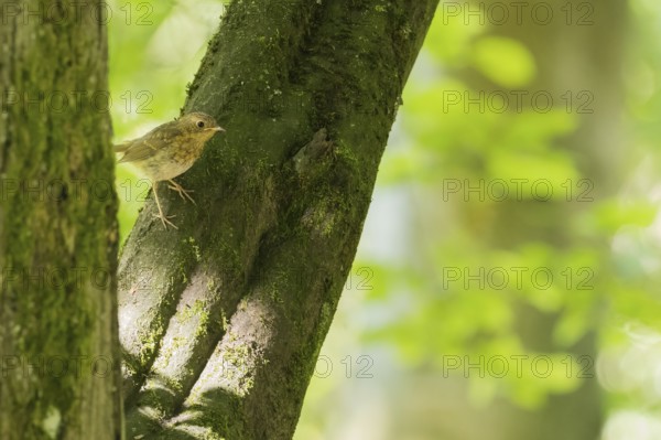 A robin (Erithacus rubecula) sitting on a moss-covered tree in the countryside, Hesse, Germany