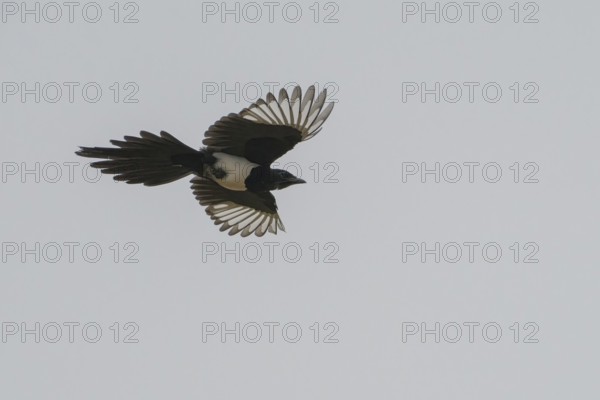 A magpie (Pica pica) flies with outstretched wings in front of a clear sky, Hesse, Germany