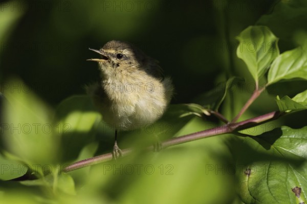 A chiffchaff (Phylloscopus collybita), young bird, sitting on a branch amidst green leaves and singing in the sun, Hesse, Germany