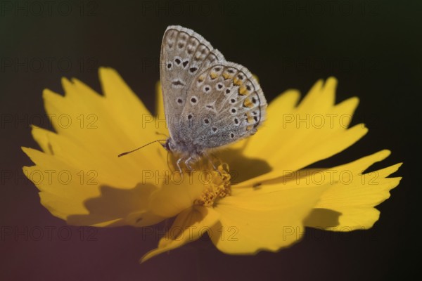A blue butterfly (Polyommatus icarus) resting on a bright yellow flower, coreopsis, under direct sunlight, Hesse, Germany