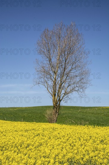 Lonely tree in spring by a field of blooming rapeseed and green meadow and against a blue sky in Ystad, Skåne County, Sweden, Scandinavia