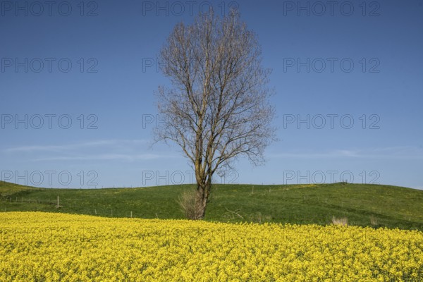 Lonely tree in spring by a field of blooming rapeseed and green meadow and against a blue sky in Ystad, Skåne County, Sweden, Scandinavia