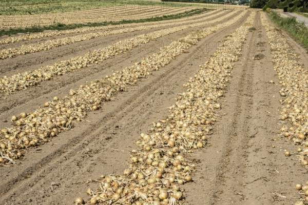 Yellow onions lying in rows in fields for drying in Ystad municipality, Skåne county, Sweden, Scandinavia