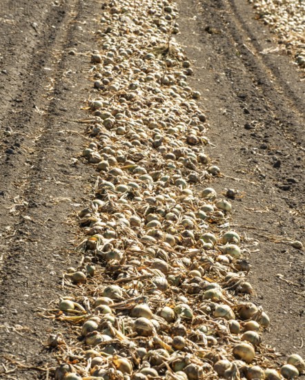 Yellow onions lying in rows in fields for drying in Ystad municipality, Skåne county, Sweden, Scandinavia