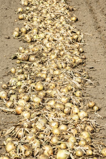 Yellow onions lying in rows in fields for drying in Ystad municipality, Skåne county, Sweden, Scandinavia