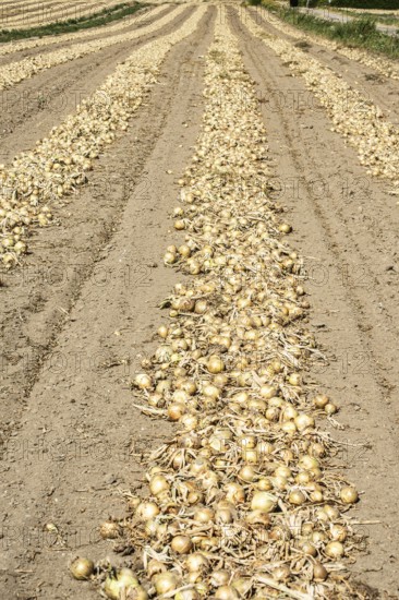 Yellow onions lying in rows in fields for drying in Ystad municipality, Skåne county, Sweden, Scandinavia