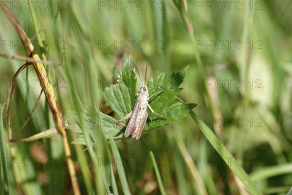 Meadow grasshopper (Chorthippus dorsatus), male, meadow, summer, Germany, The grasshopper is sitting on a green leaf