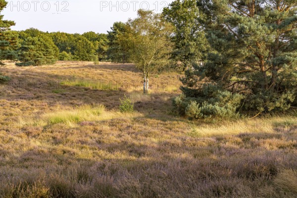 Westruper Heide nature reserve in Haltern am See, North Rhine-Westphalia, Germany