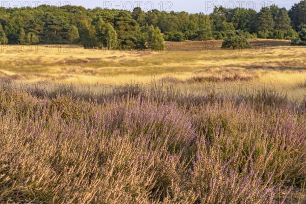 Westruper Heide nature reserve in Haltern am See, North Rhine-Westphalia, Germany