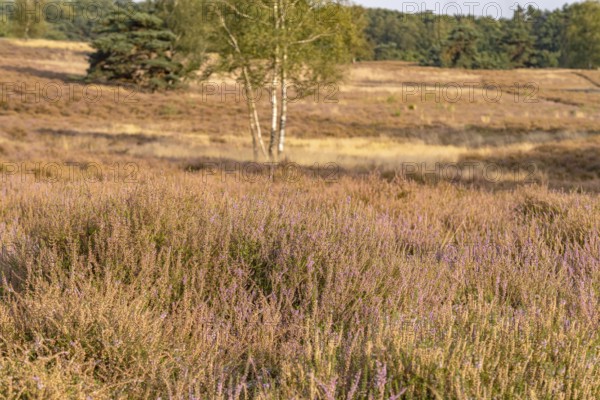 Westruper Heide nature reserve in Haltern am See, North Rhine-Westphalia, Germany