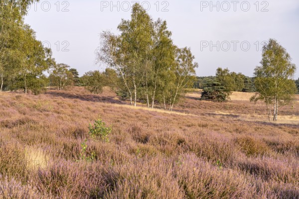 Westruper Heide nature reserve in Haltern am See, North Rhine-Westphalia, Germany