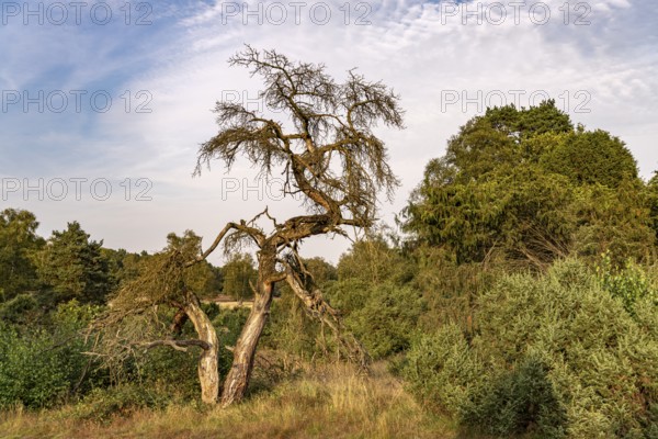 Westruper Heide nature reserve in Haltern am See, North Rhine-Westphalia, Germany