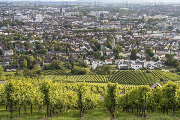 Vineyard am Wartberg and Heilbronn, Baden-Württemberg, Germany