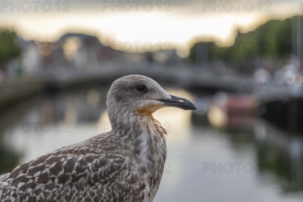 Seagull on the River Liffey, Dublin, Ireland