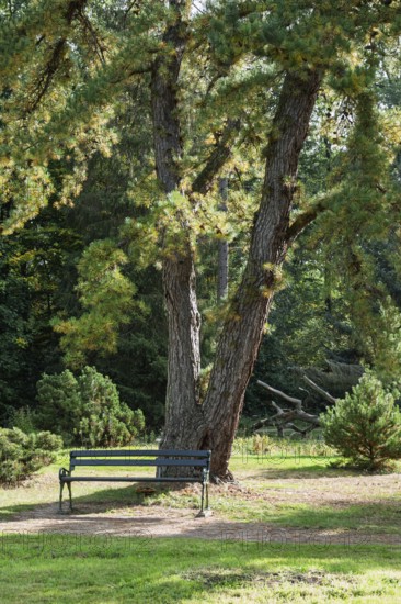 A large tree provides shade for a park bench in a green, peaceful park landscape, Arboretum Poortbulten, De Lutte, province of Overijssel, Netherlands