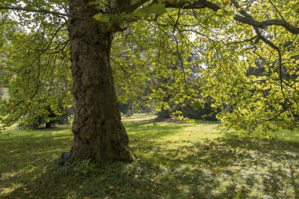 Oriental plane tree (Platanus orientalis), Arboretum Poortbulten, De Lutte, province of Overijssel, Netherlands