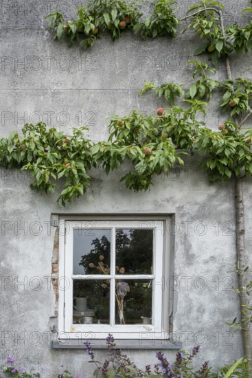 A window in a grey house wall, surrounded by a peach tree with fruit, radiates rural tranquillity, Netherlands