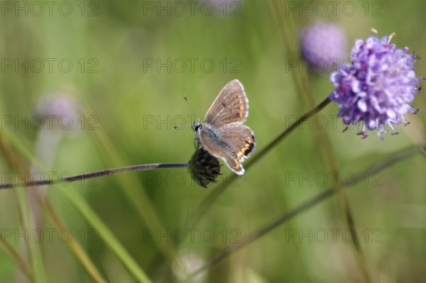 Blue butterfly (Polyommatus icarus), female, open wings, meadow, Germany