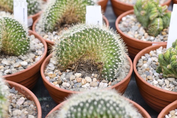 Small 'Mammillaria pringlei f. cristata' cactus in flower pot with stones. Also called 'Lemon Ball Cactus'