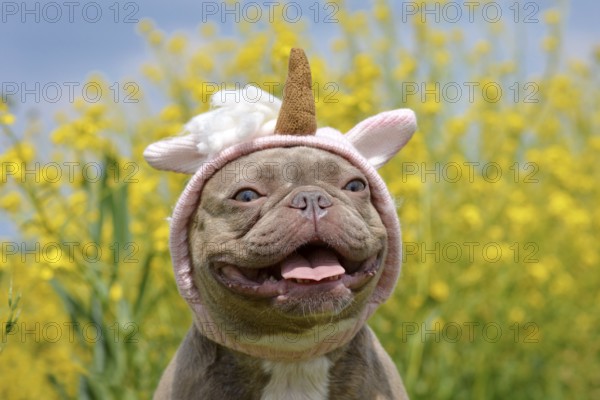 Cute French Bulldog dog with funny pink unicorn headband in front of blurry yellow flowers