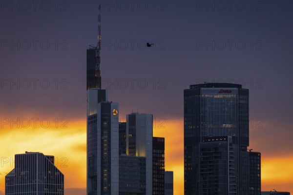 Birds flying over the bank towers of the Frankfurt skyline at sunset, Frankfurt am Main, Hesse, Germany
