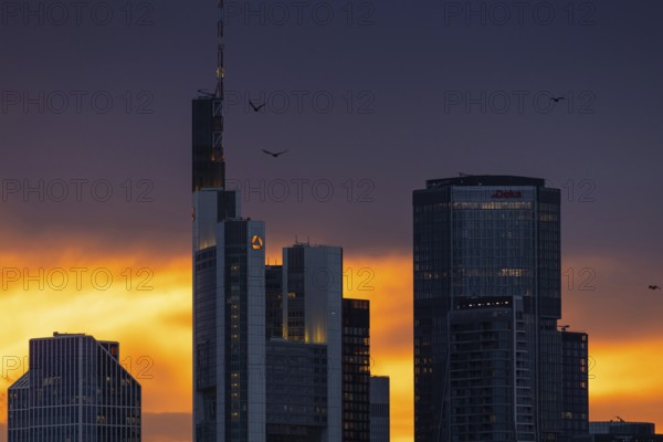 Birds flying over the bank towers of the Frankfurt skyline at sunset, Frankfurt am Main, Hesse, Germany