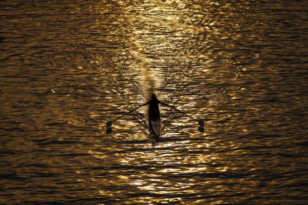 A rower rowing along the Main at sunset in Frankfurt, Frankfurt am Main, Hesse, Germany