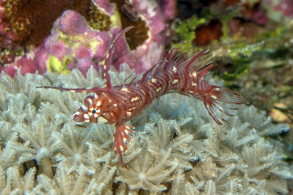 Underwater photo of Extreme close-up of Juvenile form of young small tree wrasse (Novaculichthys taeniourus) swimming in colourful colourful vibrant intact tropical coral reef, Pacific Ocean, Yap Island, Yap State, Caroline Islands, FSM, Federated States of Micronesia, Australia, Oceania