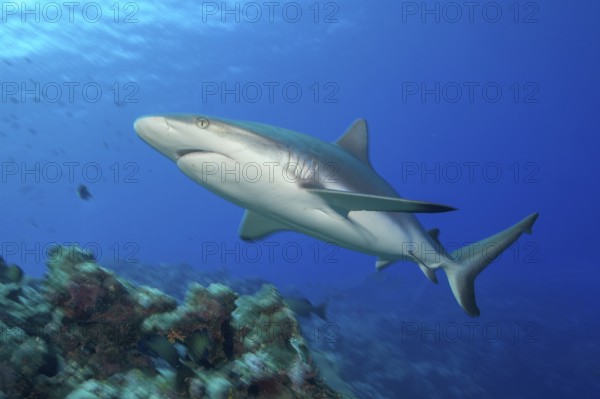 Underwater photo of Large female Grey reef shark in fast motion swimming quickly through blue water sea over tropical coral reef near shore close to viewer, tropical seas, Red Sea, Indian Ocean, Indo-Pacific, Pacific Ocean