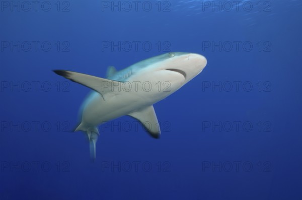 Underwater photo of Large specimen of Grey reef shark swimming through blue water sea close to viewer, tropical seas, Red Sea, Indian Ocean, Indo-Pacific, Pacific Ocean