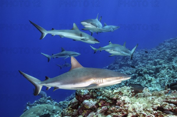Underwater photo of group of small pack of Grey reef sharks (Carcharhinus amblyrhynchos) swimming hunting at reef edge edge of deep sloping coral reef at the edge of Yap Trench near Mariana Trench, Pacific Ocean, Yap Island, Yap State, Caroline Islands, FSM, Federated States of Micronesia, Australia, Oceania