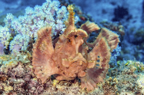 Underwater photo of close-up of predator lurking fish Paddleflap Rhinopias (Rhinopias eschmeyeri) Mauritius scorpionfish sitting in colourful vibrant healthy intact coral reef in tropical waters sea lurking for prey, Indian Ocean, Péreybère Pereybere, Mauritius
