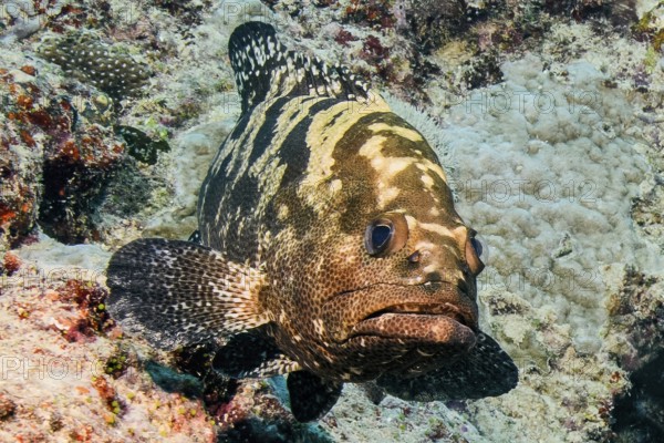 Underwater photo of Camouflage grouper (Epinephelus polyphekadion) Camouflage grouper swimming through tropical coral reef, Pacific Ocean, Yap Island, Yap State, Caroline Islands, FSM, Federated States of Micronesia, Australia, Oceania