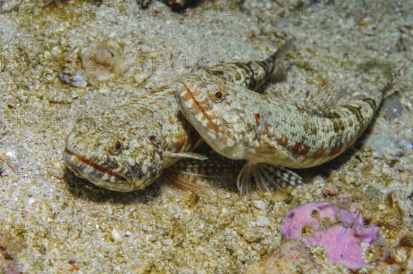 Two pairs of reef lizardfish (Synodus variegatus) lurking in camouflage, well camouflaged on sandy seabed waiting for prey, Pacific Ocean, Yap Island, Yap State, Caroline Islands, FSM, Federated States of Micronesia, Australia, Oceania