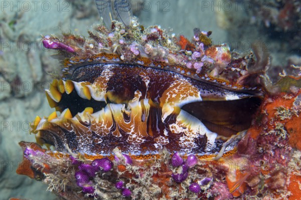 Underwater photo of Slightly open Variable Spiny Oyster (Spondylus varius) showing numerous many eyes on the coloured mantle rim, Pacific Ocean, Yap Island, Yap State, Caroline Islands, FSM, Federated States of Micronesia, Australia, Oceania