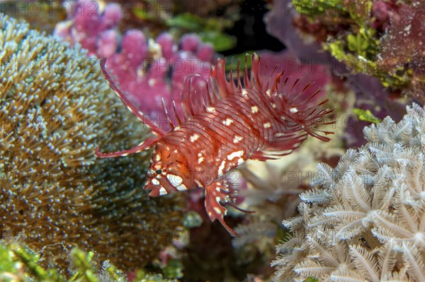 Underwater photo of Extreme close-up of Juvenile form of young small tree wrasse (Novaculichthys taeniourus) swimming in colourful colourful vibrant intact tropical coral reef, Pacific Ocean, Yap Island, Yap State, Caroline Islands, FSM, Federated States of Micronesia, Australia, Oceania