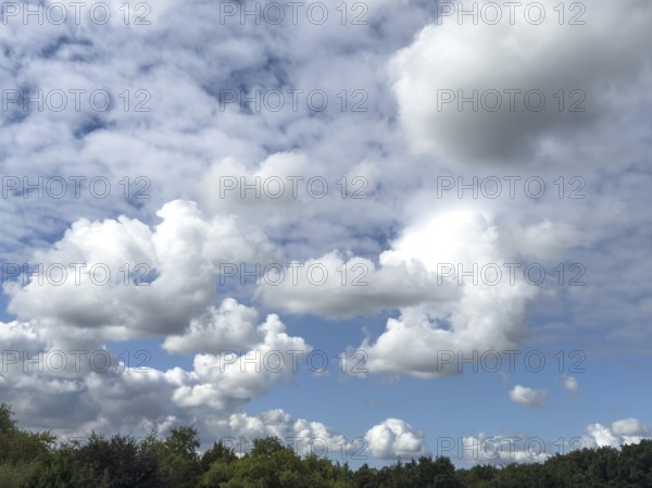 Cloud field with several types of white cumulus clouds in front of blue sky over treetops of mixed deciduous forest, international