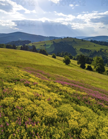 Late summer country landscape with colorful blooming meadow and sunbeam, AI generated