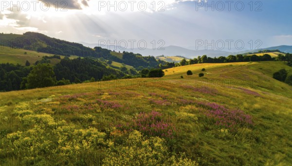 Late summer country landscape with colorful blooming meadow and sunbeam, AI generated
