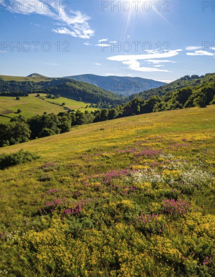 Late summer country landscape with colorful blooming meadow and sunbeam, AI generated