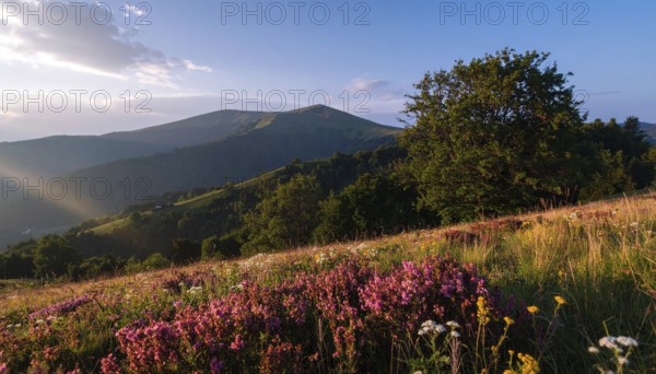 Late summer country landscape with colorful blooming meadow and sunbeam, AI generated
