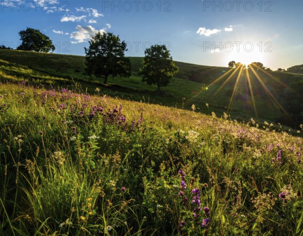 Late summer country landscape with colorful blooming meadow and sunbeam, AI generated