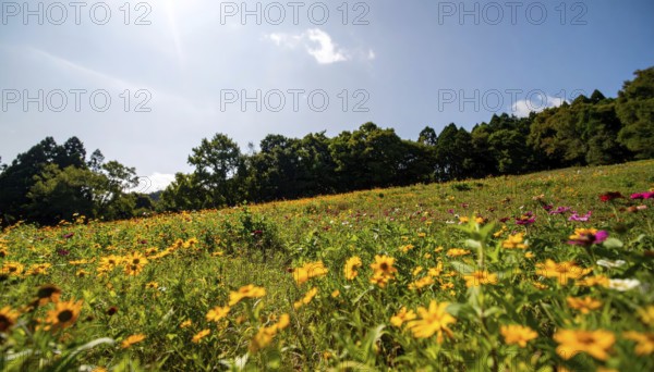 Late summer country landscape with colorful blooming meadow and sunbeam, AI generated