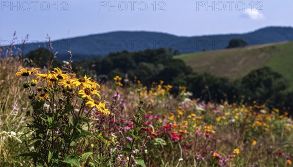 Late summer country landscape with colorful blooming meadow and sunbeam, AI generated