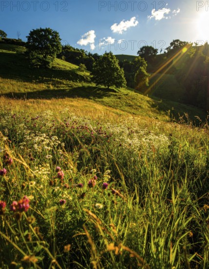 Late summer country landscape with colorful blooming meadow and sunbeam, AI generated