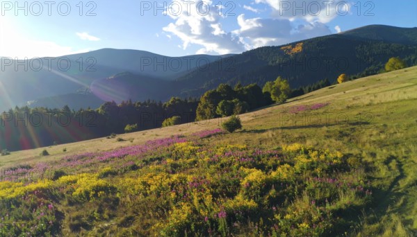 Late summer country landscape with colorful blooming meadow and sunbeam, AI generated